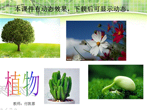 大班科学：根茎叶花果实(三课时).ppt