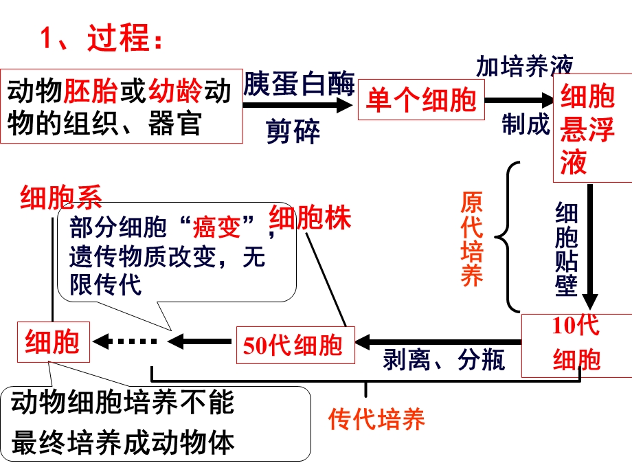 动物细胞工程专题复习.ppt_第3页