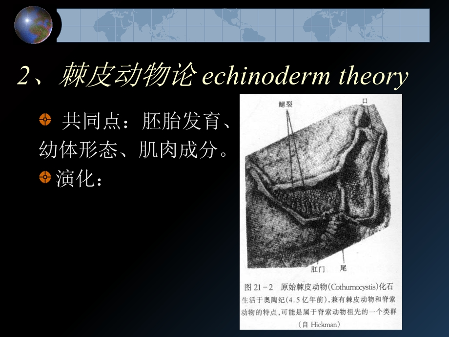 动物起源与进化.ppt_第3页