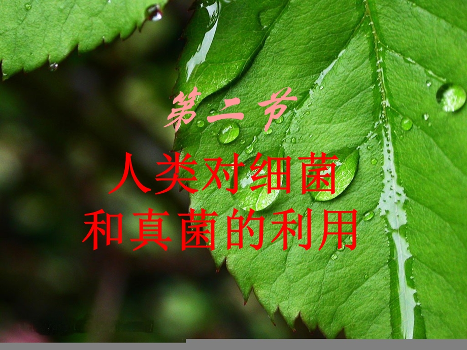 初二生物人类对细菌和真菌的利用.ppt_第1页