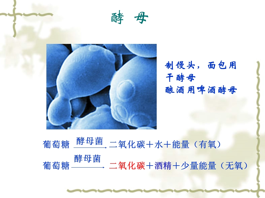 初二生物人类对细菌和真菌的利用.ppt_第3页