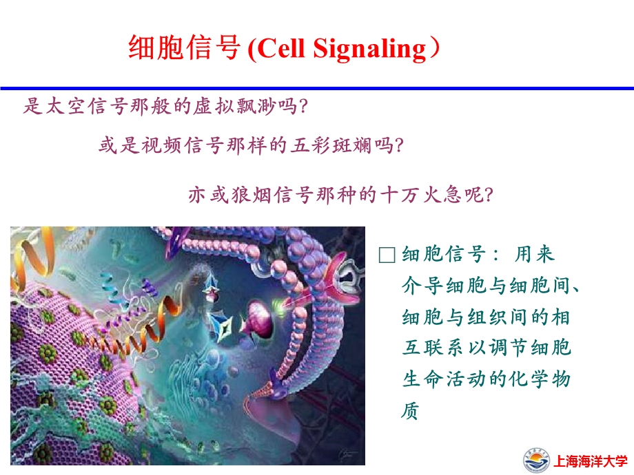 发育中的信号传导.ppt_第3页