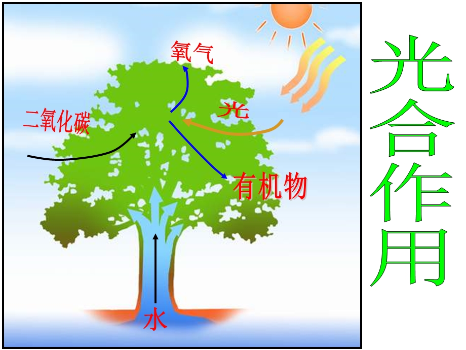 公开课《能量之源-光与光合作用》PPT课件.ppt_第2页