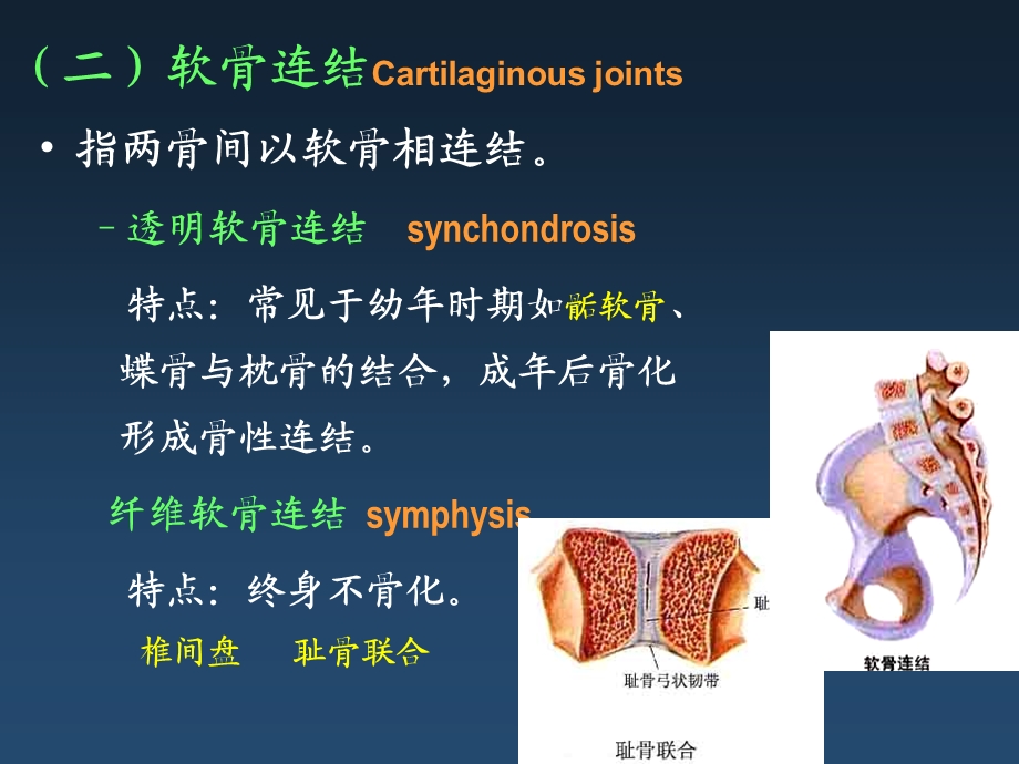 关节总论椎骨连接修改.ppt_第3页