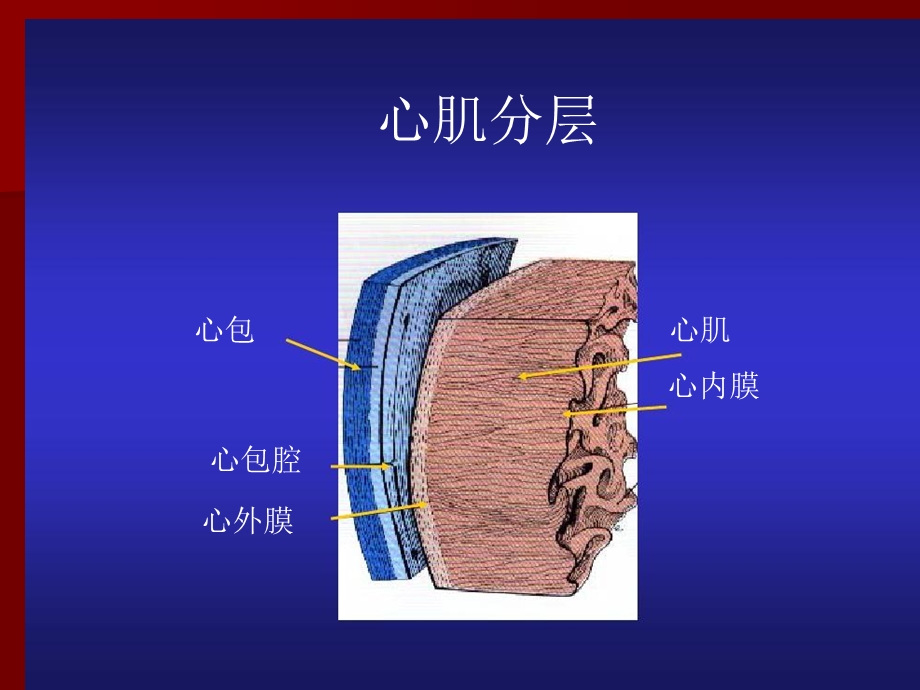 冠心病介入治疗方法概述.ppt_第2页