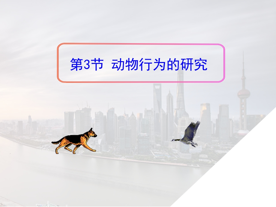 动物行为的研究.ppt_第1页