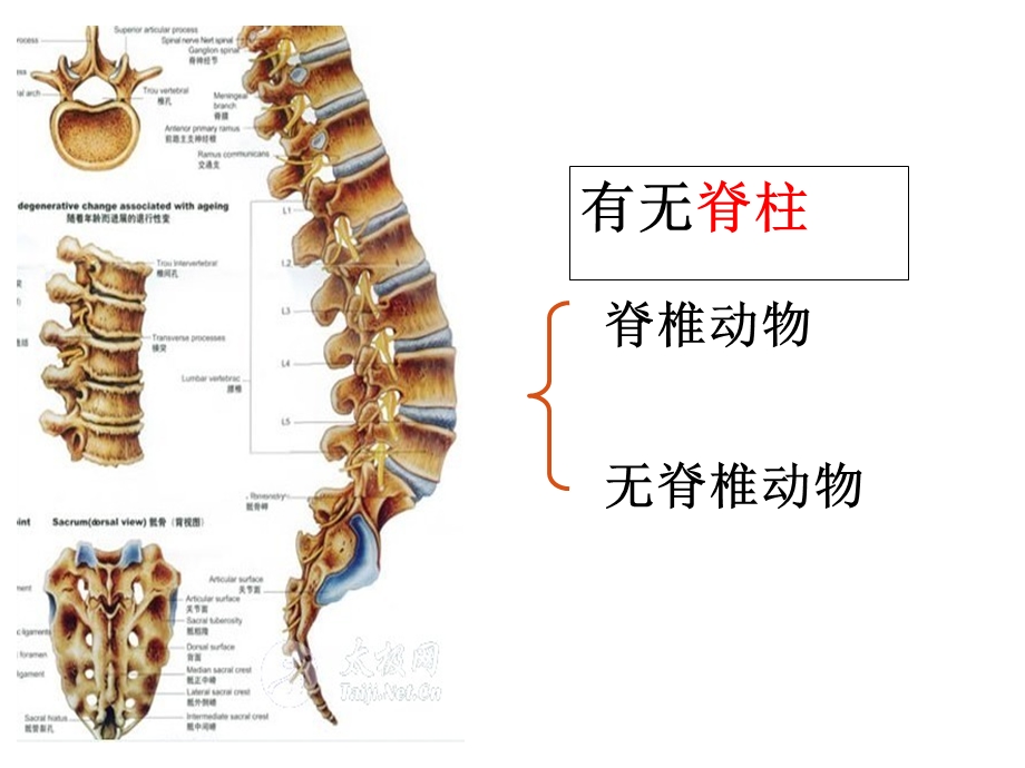 八年级上册-第一章动物的主要类群复习PPT.ppt_第1页