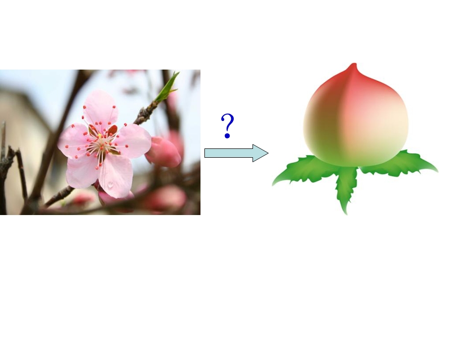 受精和种子、果实的形成.ppt_第2页