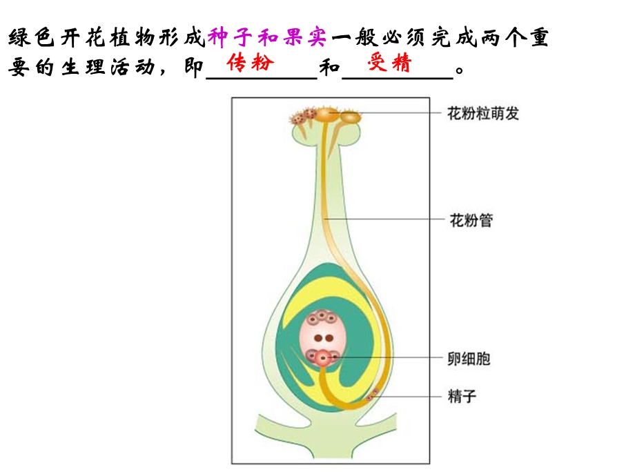 受精和种子、果实的形成.ppt_第3页