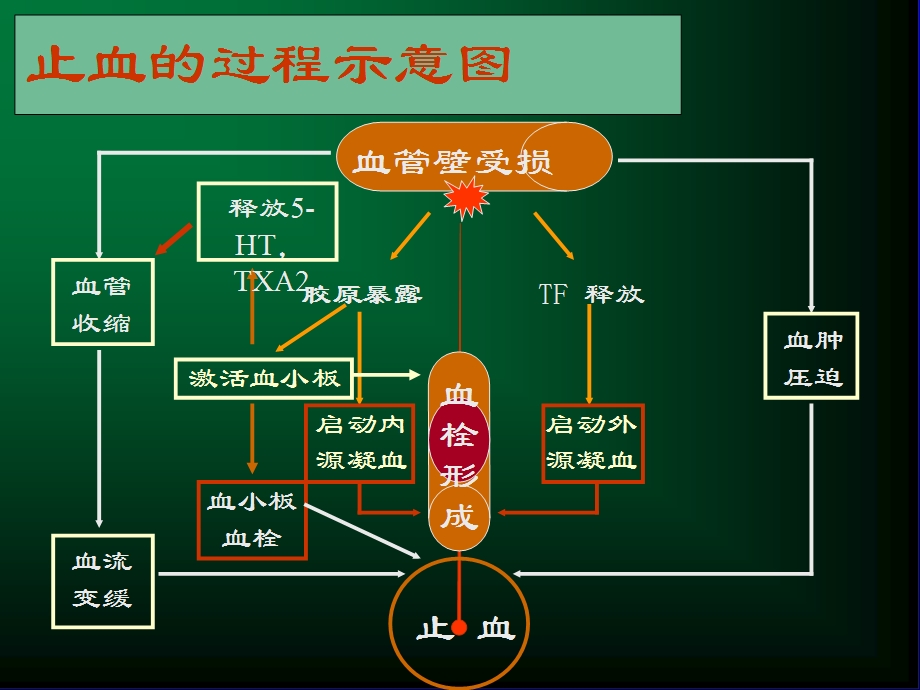 出血性疾病讲义.ppt_第3页