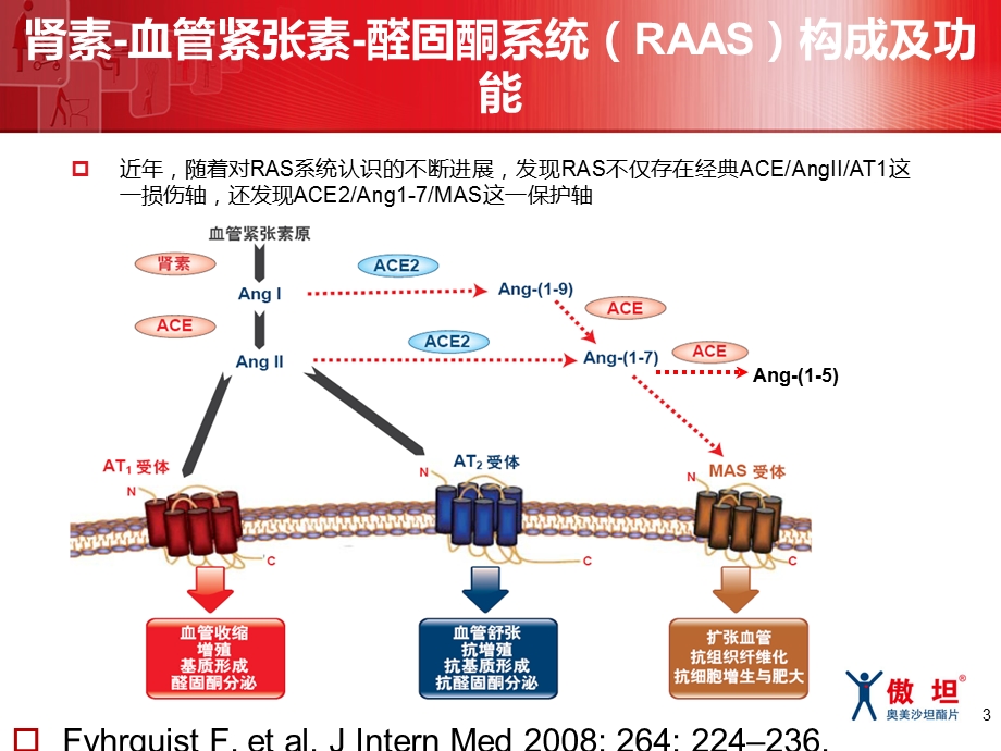 奥美沙坦独特机制独特ARB.ppt_第3页