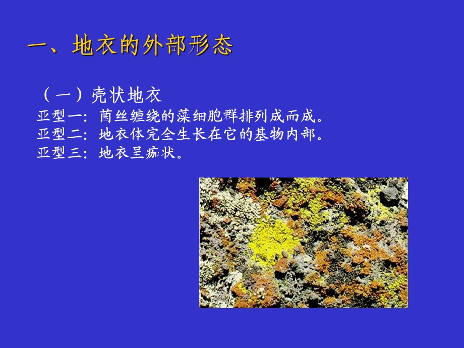 地衣的形态与结构.ppt_第2页