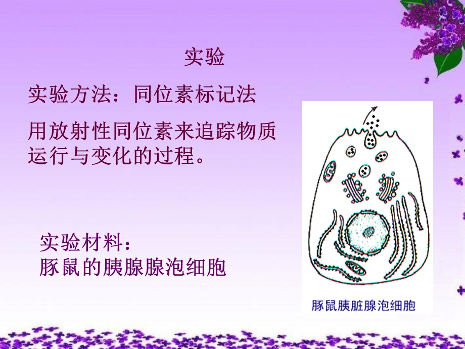 分泌蛋白的合成与运输.微.ppt_第3页