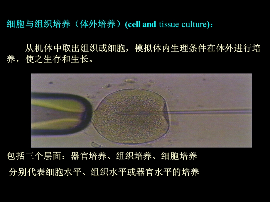 动物细胞培养基本技术与原理.ppt_第2页