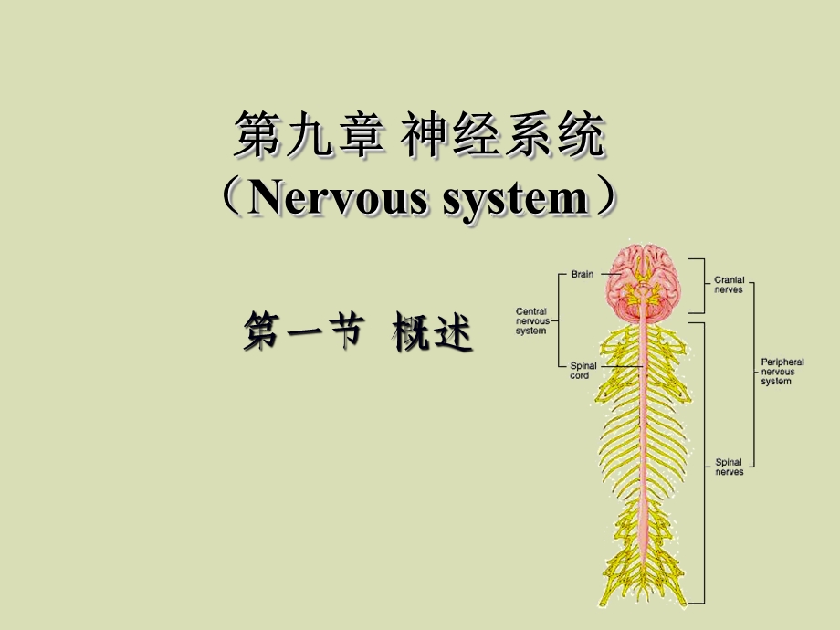 动物解剖学第四篇神经和内分泌系.ppt_第2页