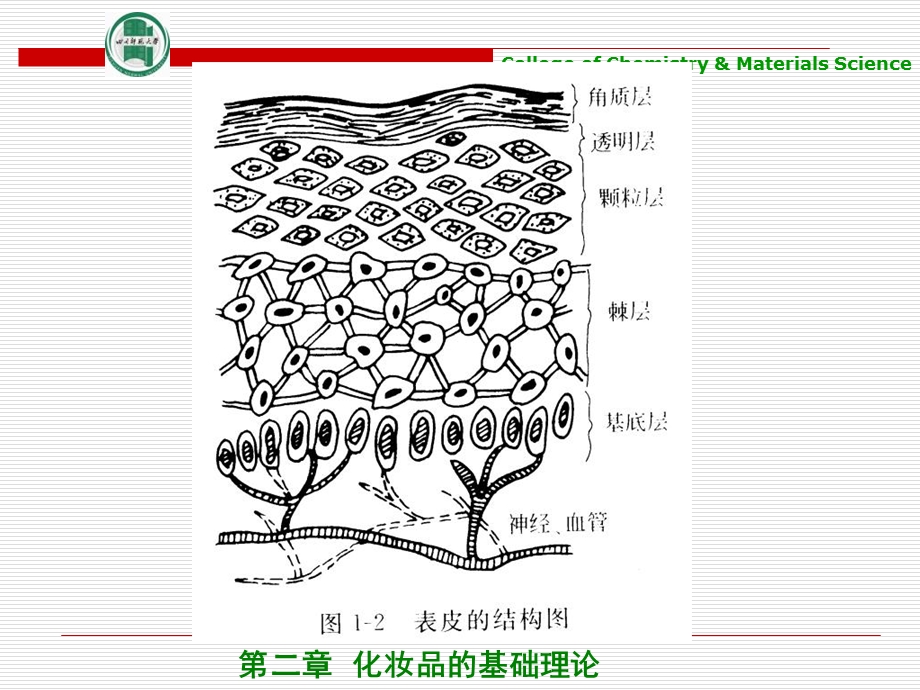 化妆品的基础理论.ppt_第2页