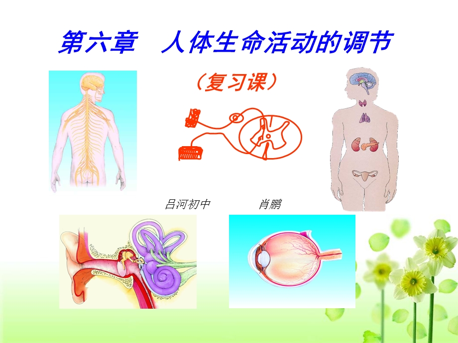 人体生命活动的调节复习课件肖鹏.ppt_第1页