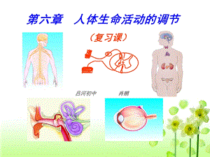 人体生命活动的调节复习课件肖鹏.ppt