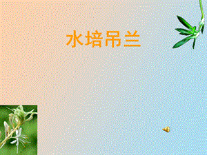 初中劳动技术《水培吊兰》教学.ppt