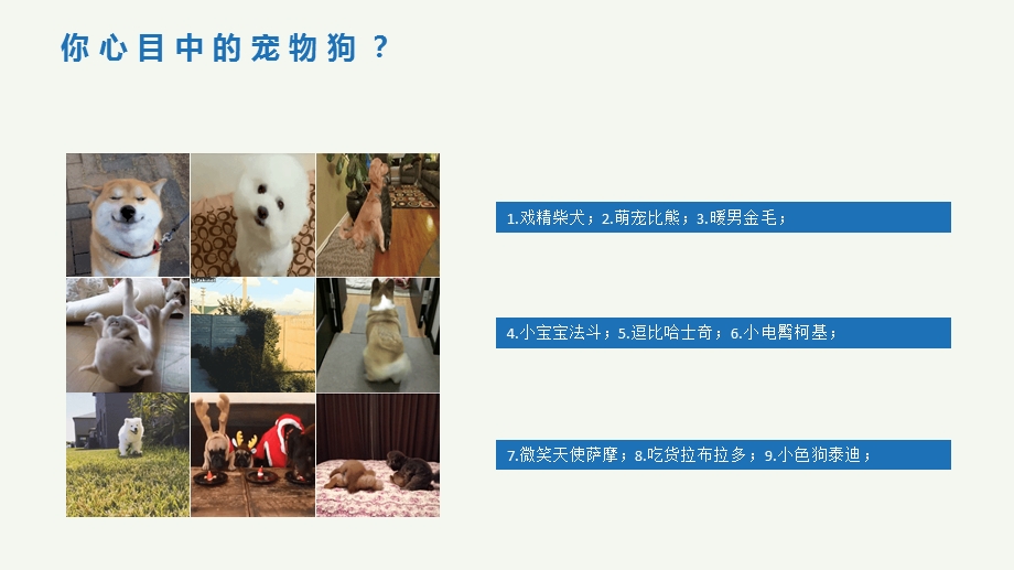 宠物狗的相关介绍.ppt_第2页