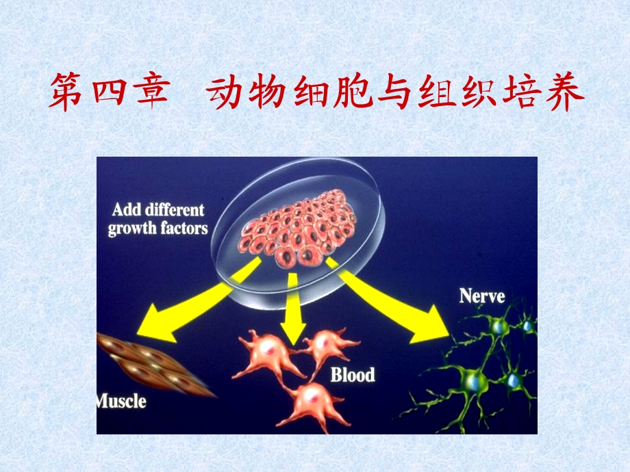 动物细胞培养改.ppt_第1页