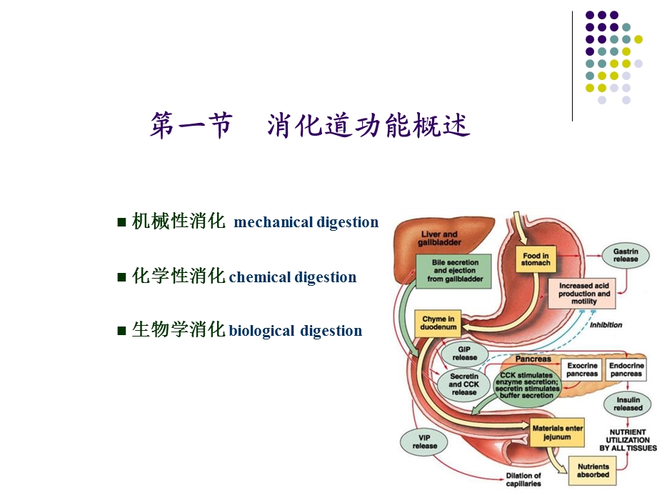 动物生理学消化生理.ppt_第2页