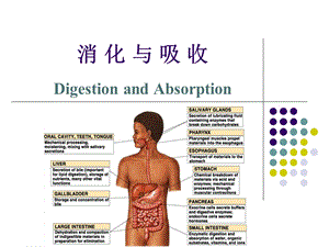 动物生理学消化生理.ppt