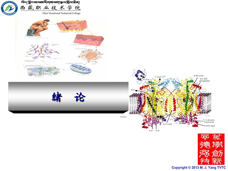 动物生物化学+杨满军.ppt_第2页