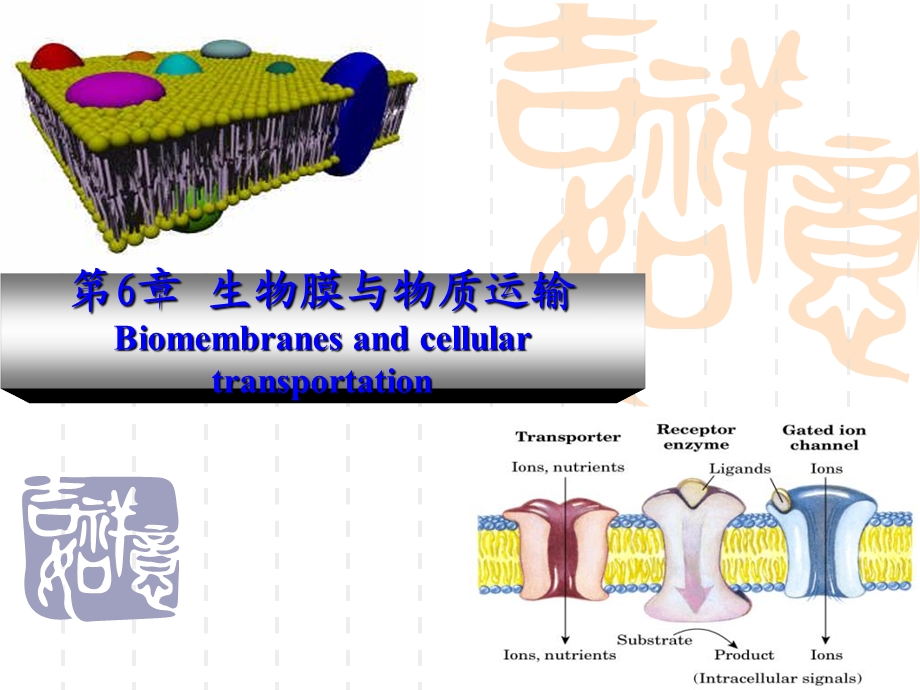 动物生物化学6生物膜与物质运输.ppt_第2页