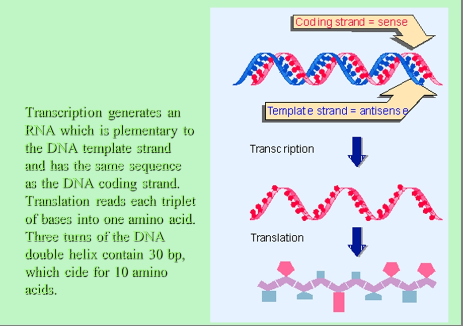 分子生物学第九章-蛋白质合成.ppt_第3页