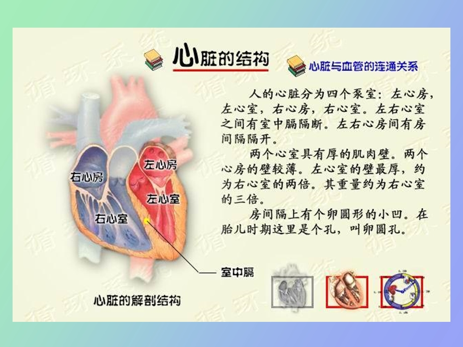 动物生理学第四章血液循环.ppt_第2页