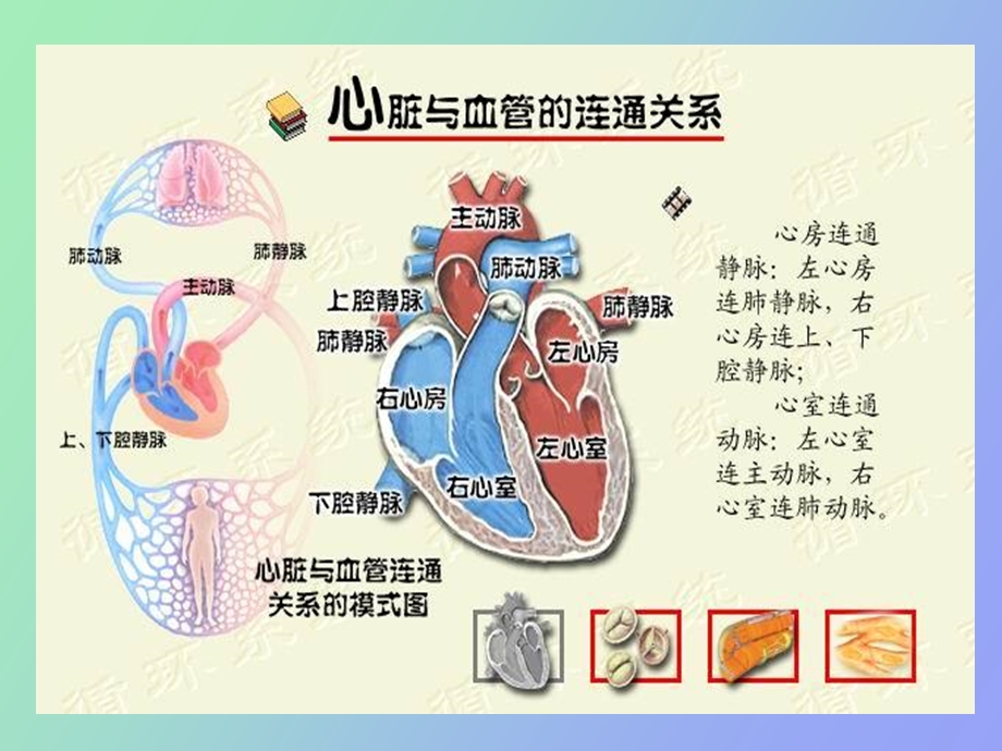 动物生理学第四章血液循环.ppt_第3页