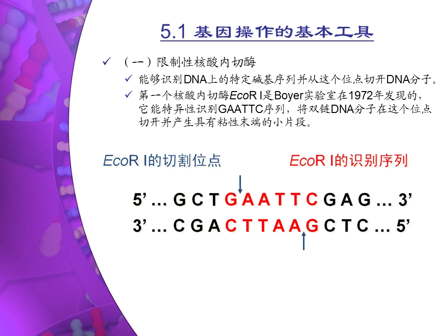 分子生物学研究法(上)-DNA、RNA及蛋.ppt_第3页