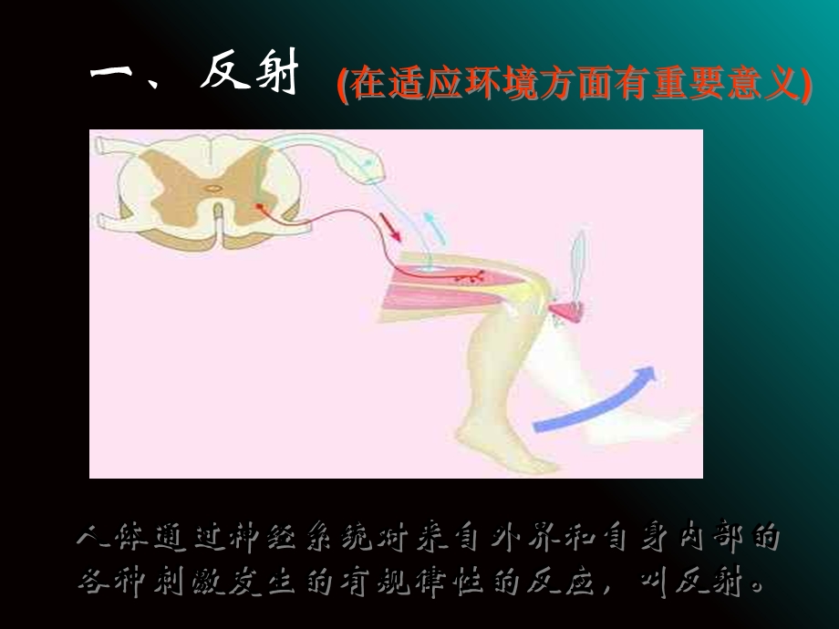 反射是神经调节的基本方式.ppt_第3页