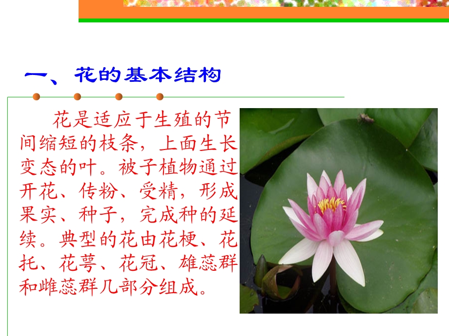 初一花的结构和花序.ppt_第2页