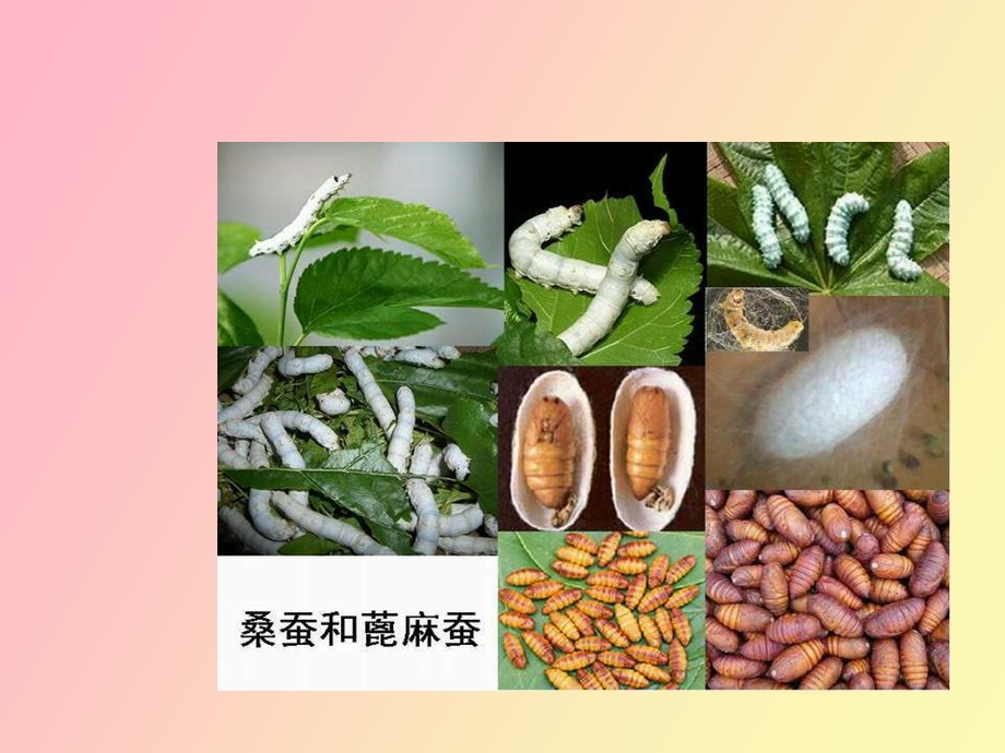 动物怎样繁殖后代.ppt_第2页