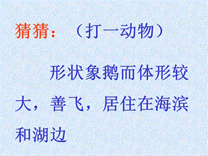 猜猜：(打一动物)形状象鹅而体形较大,善飞,居住在海滨和湖边.ppt