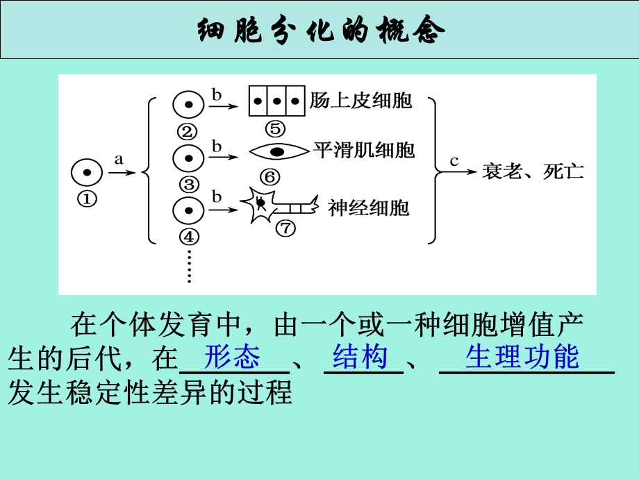 分化、衰老、癌变、凋亡.ppt_第3页