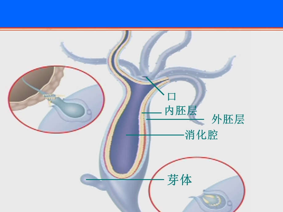 八年级生物上册总复习课件人教版.ppt_第3页