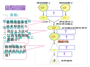 动物细胞融合与单克隆抗体的制备-课件.ppt