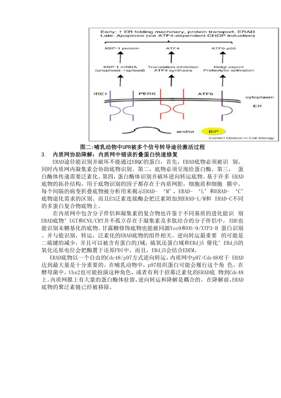 内质网中蛋白质折叠及质量控制来源于酵母菌和哺乳动物细胞系统的启发.docx_第3页