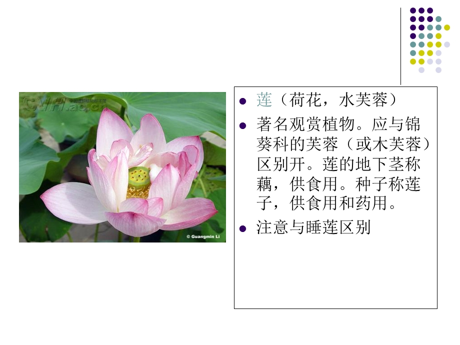 华北植物-水生植物黄.ppt_第2页