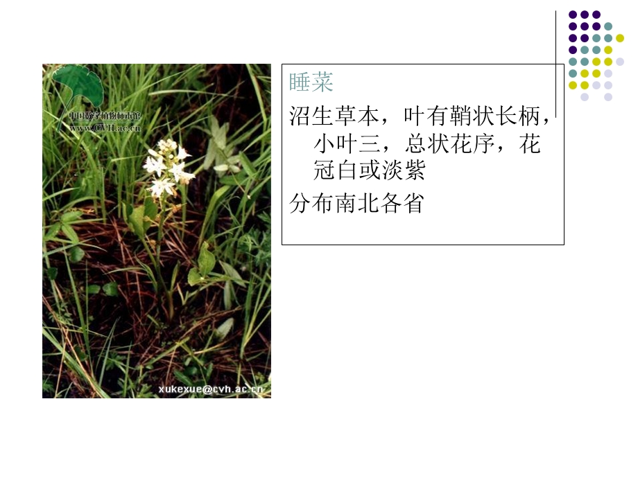 华北植物-水生植物黄.ppt_第3页