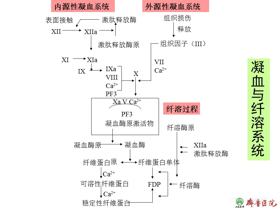 儿童获得性凝血障碍.ppt_第3页