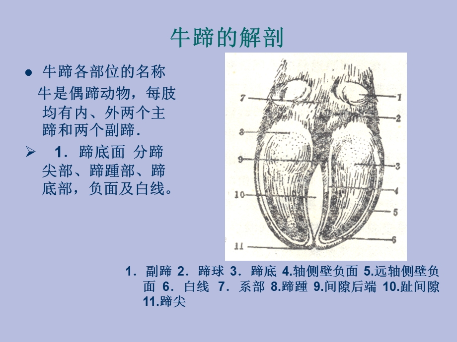 动物外科学-奶牛蹄病.ppt_第2页