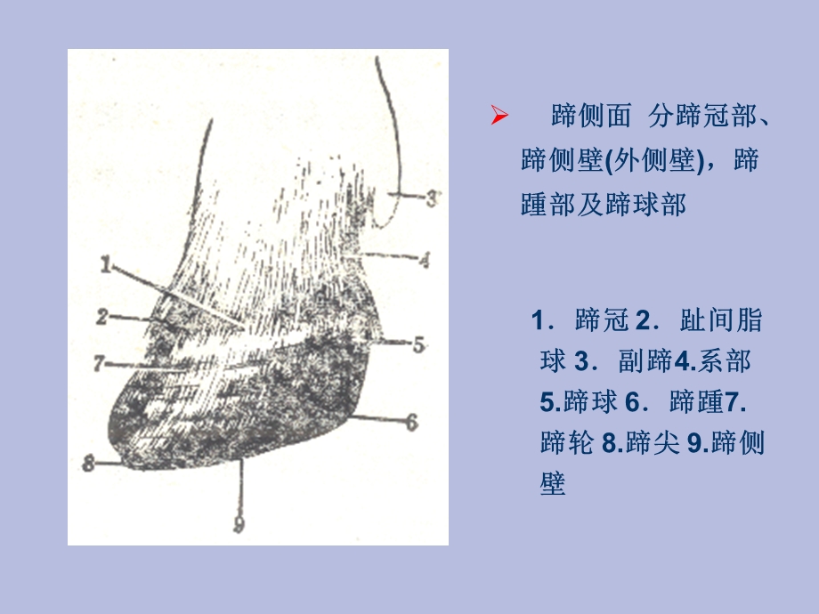 动物外科学-奶牛蹄病.ppt_第3页