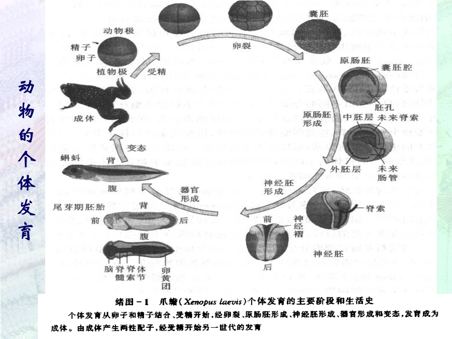 动物的胚胎发育.ppt_第3页