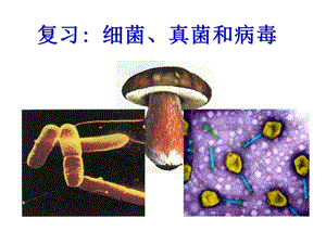 初二生物细菌、真菌和病毒复习.ppt