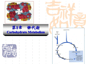 动物生物化学+8+糖类代谢.ppt