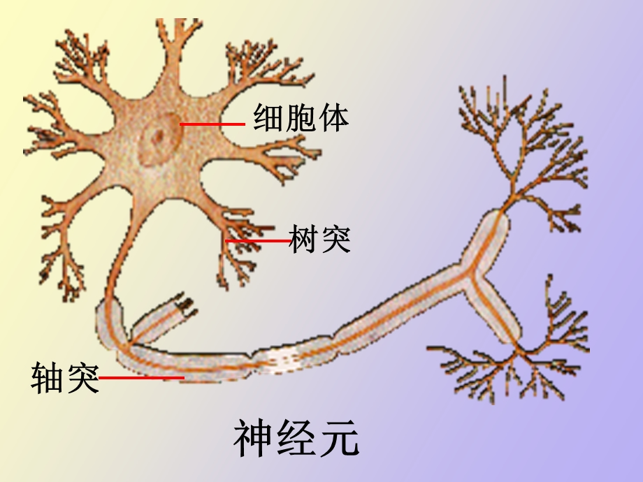 初中生命科学总复习.ppt_第3页